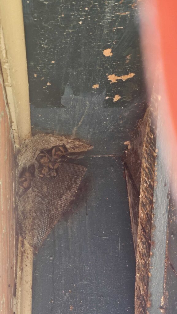 Wildlife Control Eagle