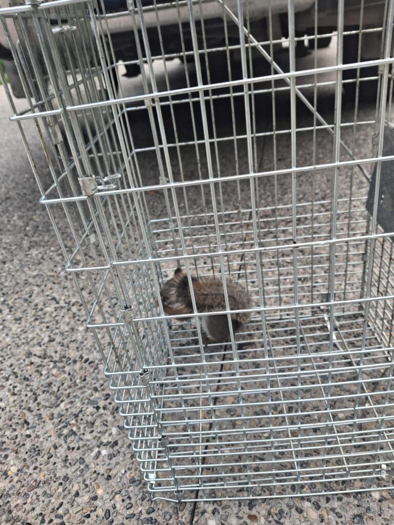 Wildlife Control Eagle