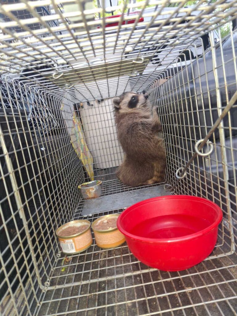 Wildlife Control Eagle