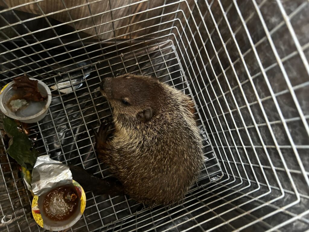 Wildlife Control Eagle